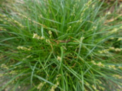 Carex divulsa divulsa