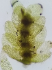 Calypogeia integristipula