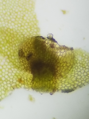 Calypogeia integristipula