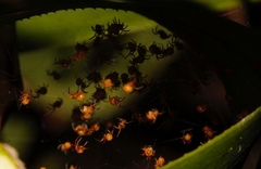 Neoscona rufipalpis
