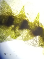 Calypogeia integristipula