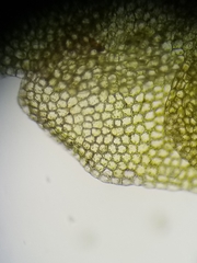 Calypogeia integristipula