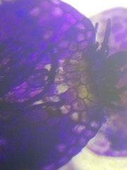 Calypogeia integristipula