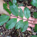 Laurelia novae-zelandiae - Photo (c) bbi2, μερικά δικαιώματα διατηρούνται (CC BY-NC), uploaded by bbi2