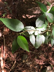 Excoecaria dallachyana