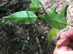 Excoecaria dallachyana