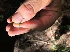 Excoecaria dallachyana