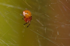 Neoscona rufipalpis