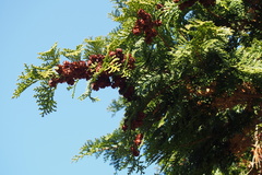 Chamaecyparis obtusa
