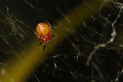 Neoscona rufipalpis