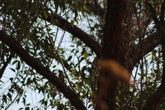 Melanerpes uropygialis