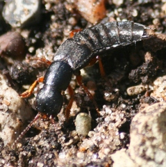 Dinothenarus badipes