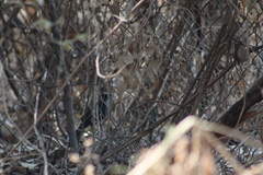 Melanotis caerulescens