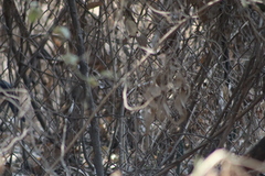 Melanotis caerulescens