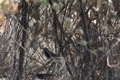 Melanotis caerulescens