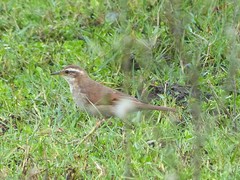 Cinclodes comechingonus