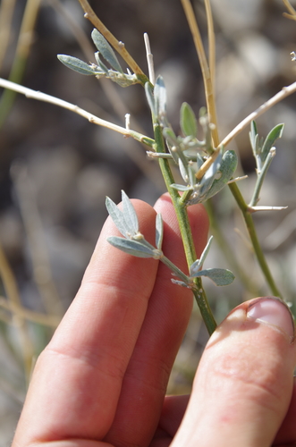 Image of Genistidium dumosum by (c) Eric Knight, some rights reserved (CC BY)