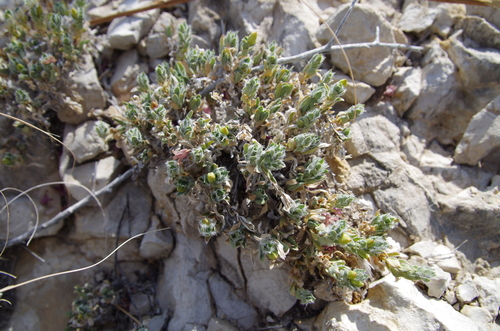 Image of Stenandrium barbatum by (c) Eric Knight, some rights reserved (CC BY)