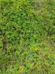 Oxalis corniculata