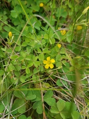 Oxalis corniculata