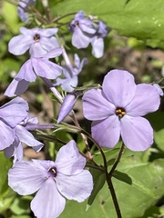 Phlox stolonifera