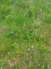 Convolvulus arvensis
