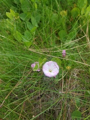 Convolvulus arvensis