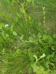 Convolvulus arvensis