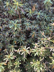 Rhododendron