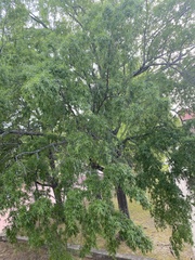 Quercus phellos