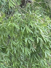 Quercus phellos