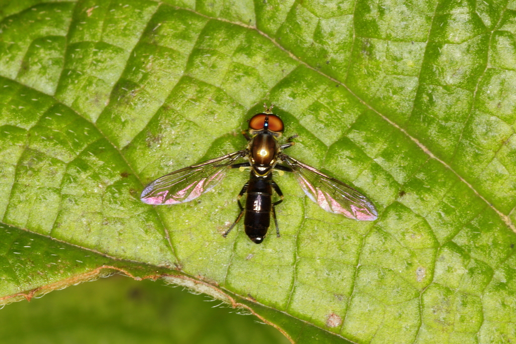 Toxomerus basalis