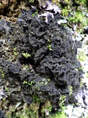 Leptogium brebissonii