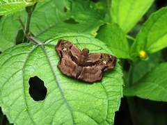 Quadrus lugubris lugubris