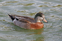 Anas platyrhynchos × Mareca americana