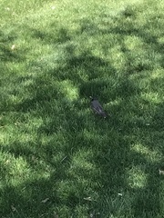 Turdus migratorius