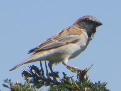 Passer rufocinctus