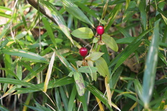 Tripterospermum trinervium