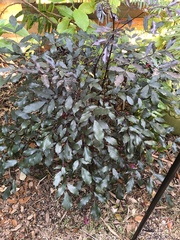 Leea coccinea coccinea