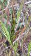 Festuca membranacea