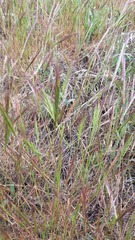 Festuca membranacea