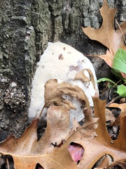 Fungi