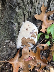 Fungi