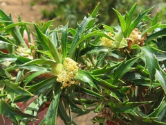 Cliffortia phillipsii