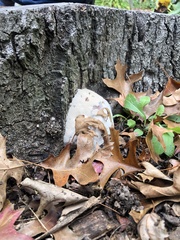Fungi