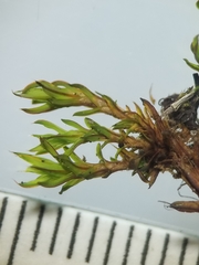 Encalypta rhaptocarpa