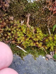 Encalypta rhaptocarpa