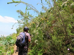 Cliffortia phillipsii
