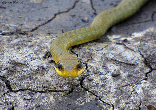 Spot-bellied Sipo