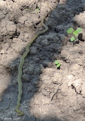 Chironius quadricarinatus